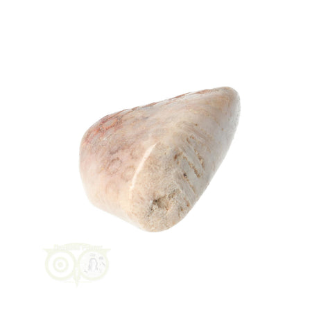 Fossiler Korallentrommelstein Nr. 15