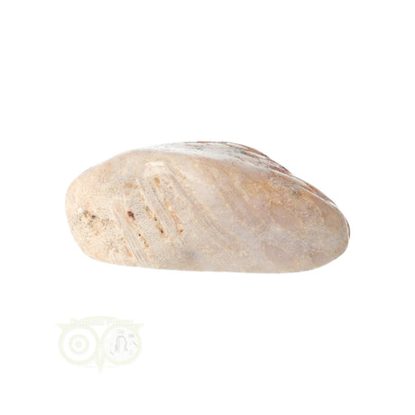 Fossiler Korallentrommelstein Nr. 15