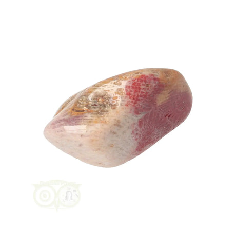 Fossiler Korallentrommelstein Nr. 22