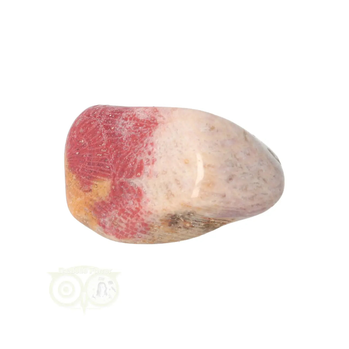 Fossiel Koraal trommelsteen Nr 22