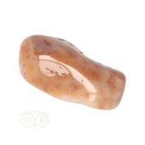 Fossiel Koraal trommelsteen Nr 23