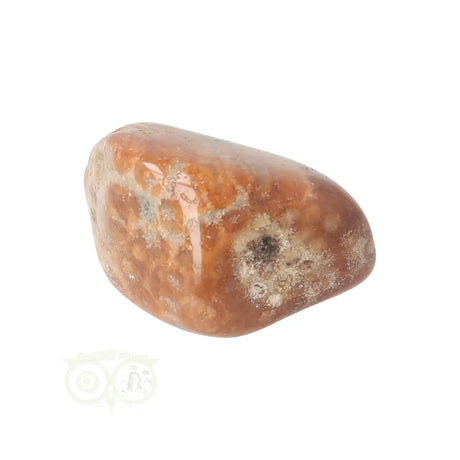 Fossiler Korallentrommelstein Nr. 25
