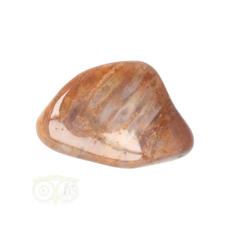 Fossiler Korallentrommelstein Nr. 25