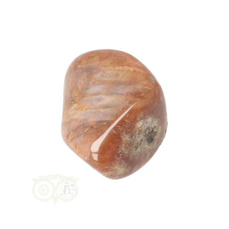 Fossiler Korallentrommelstein Nr. 25