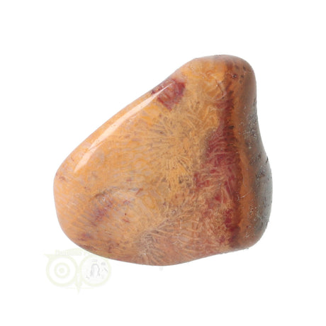 Fossiler Korallentrommelstein Nr. 8
