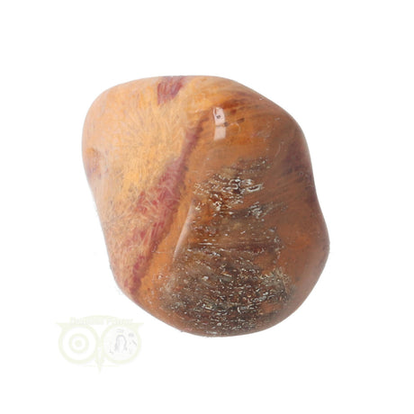 Fossiler Korallentrommelstein Nr. 8