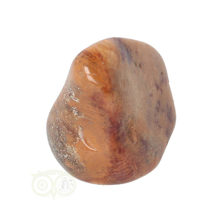 Fossiler Korallentrommelstein Nr. 8