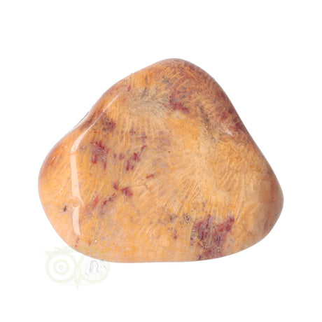 Fossiler Korallentrommelstein Nr. 8