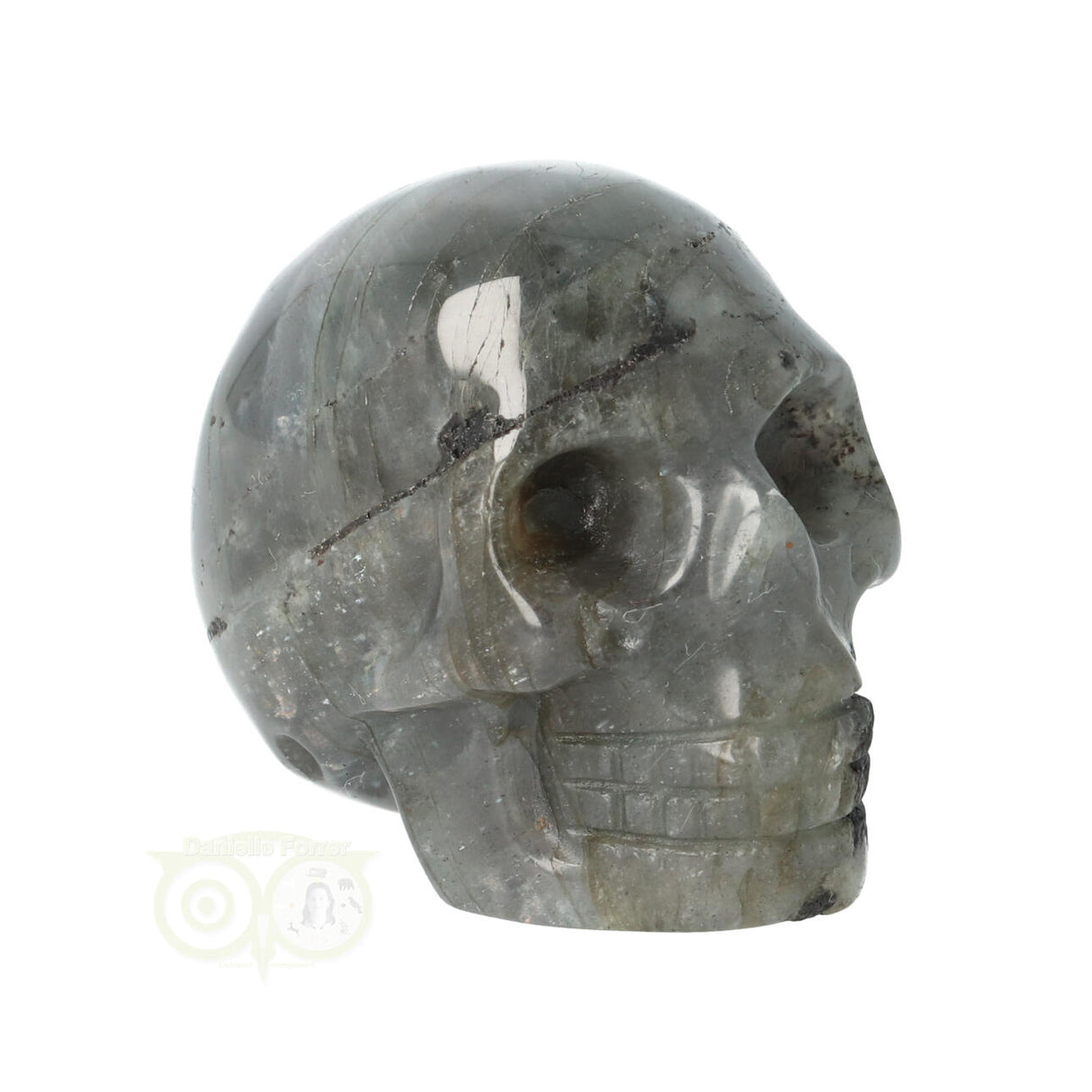 Labradoriet schedel Nr 12
