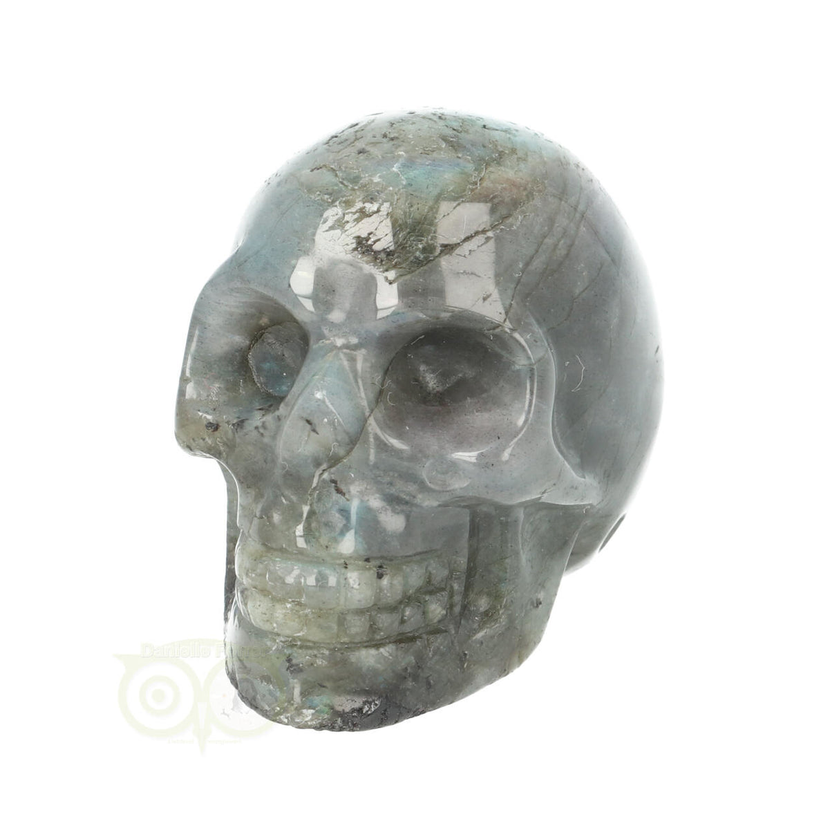 Labradoriet schedel Nr 14