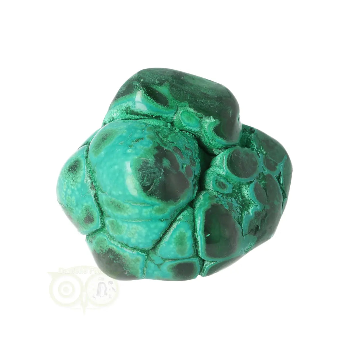 Malacholla free form Nr 19