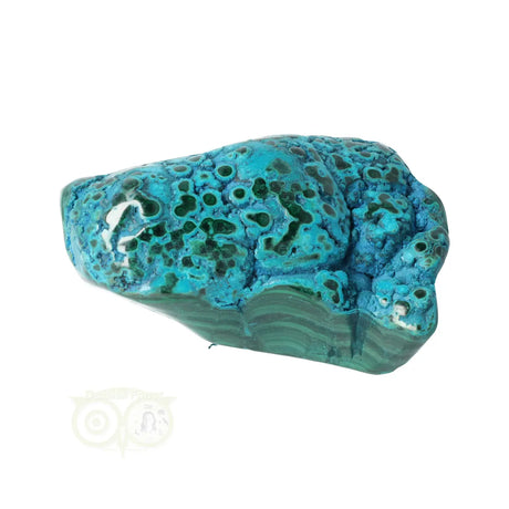 Malacholla free form No. 6