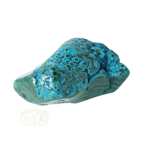 Malacholla free form No. 6