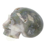 Mosagaat schedel 1,047 kilogram