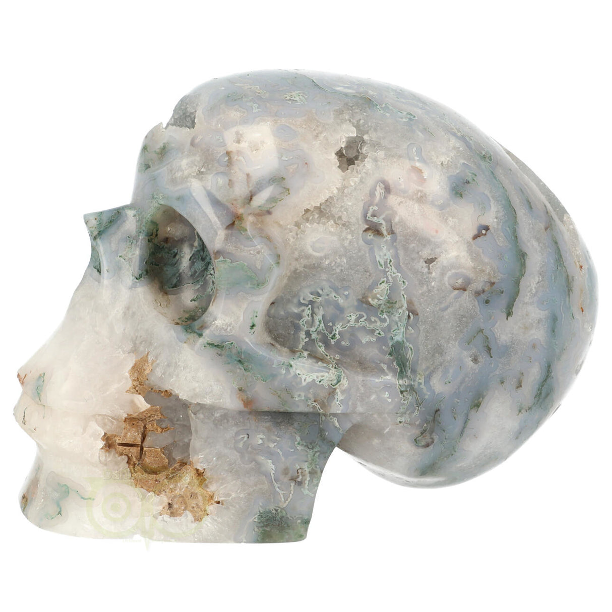 Mosagaat schedel 1.4 kg