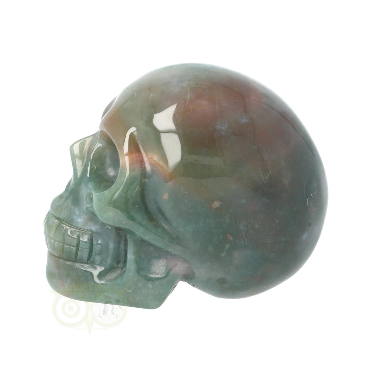 Mosagaat schedel Nr 14