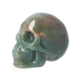 Mosagaat schedel Nr 14