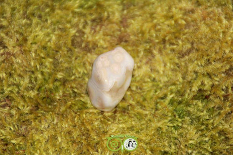 Ocean Eyes Jasper OOJ-RM-5-18