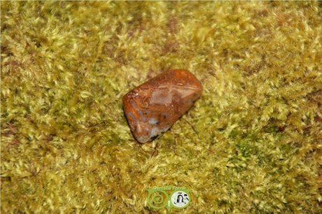 Ocean Eyes Jasper OOJ-RM-8-13