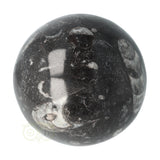 Orthoceras Fossiel Bol Nr 11 - Ø 8.71 cm