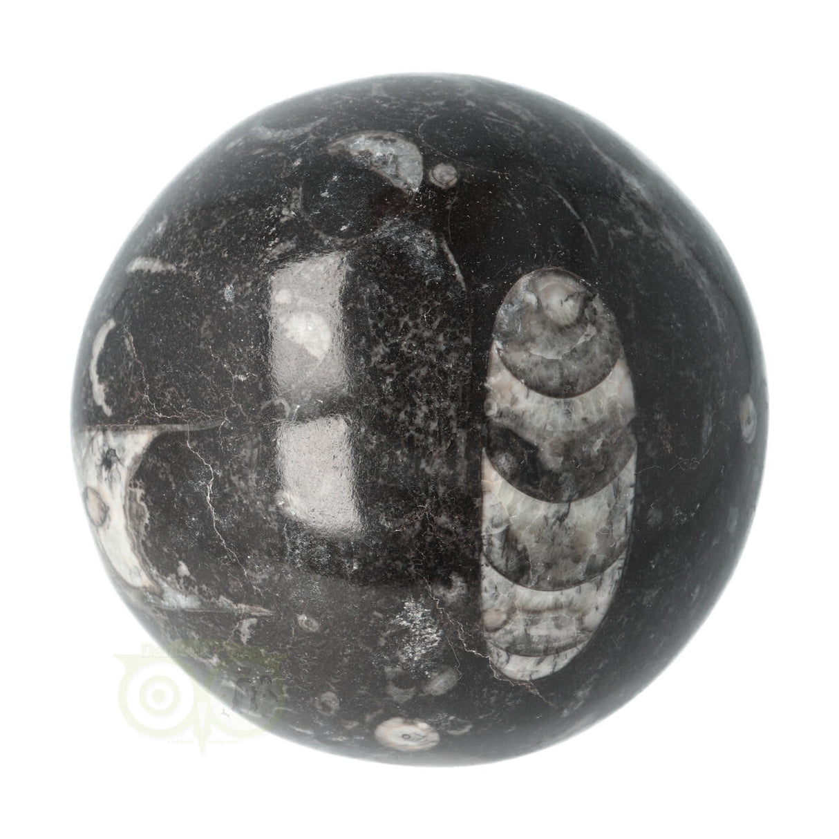 Orthoceras Fossiel Bol Nr 11 - Ø 8.71 cm