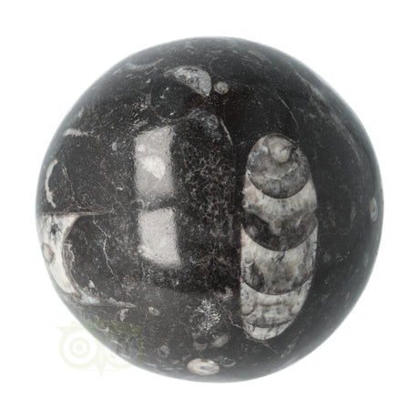 Orthoceras Fossiel Bol Nr 11 - Ø 8.71 cm