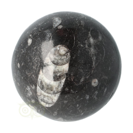Orthoceras fossiel bol 927 gram nr. 11 zwart fossiel patroon – bovenaanzicht – Webshop Danielle Forrer
