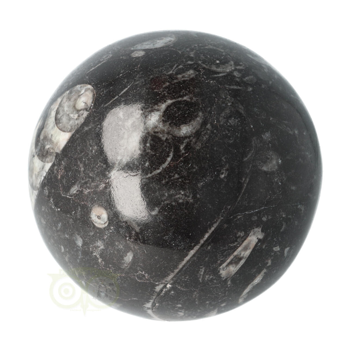 Orthoceras Fossiel Bol Nr 11 - Ø 8.71 cm