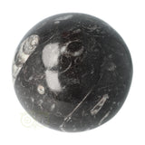 Orthoceras Fossiel Bol Nr 11 - Ø 8.71 cm