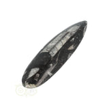 Orthoceras Fossiel geslepen Nr 18