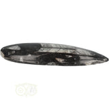 Orthoceras Fossiel geslepen Nr 18