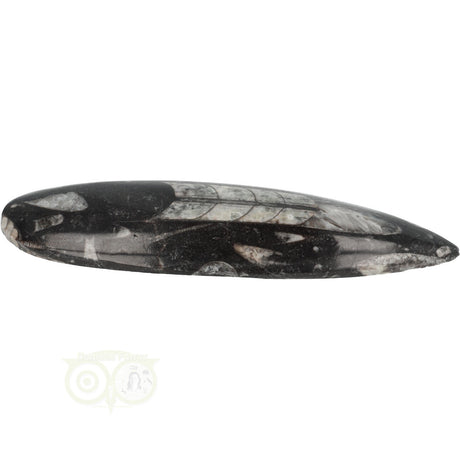 Orthoceras Fossiel geslepen Nr 18