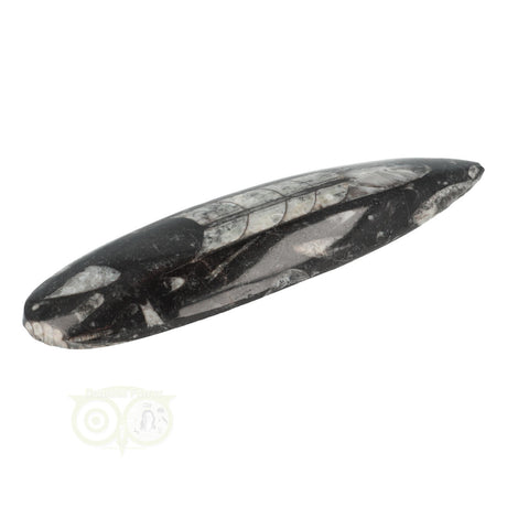Orthoceras Fossiel geslepen Nr 18