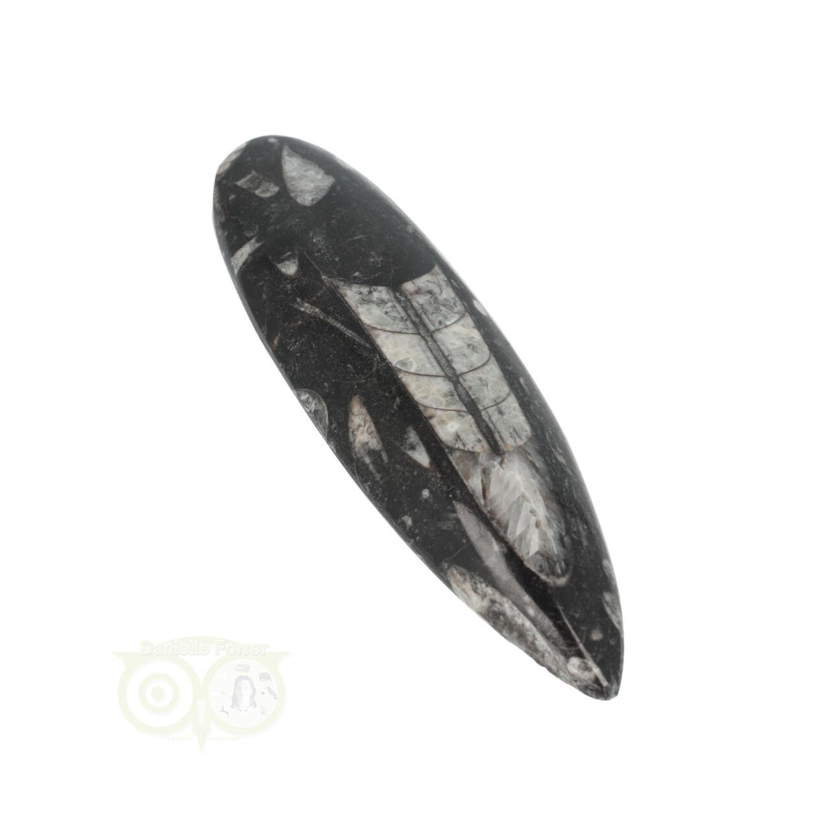 Orthoceras Fossiel geslepen Nr 18