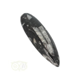 Orthoceras Fossiel geslepen Nr 18