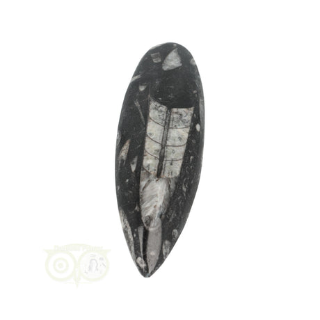 Orthoceras Fossiel geslepen Nr 18