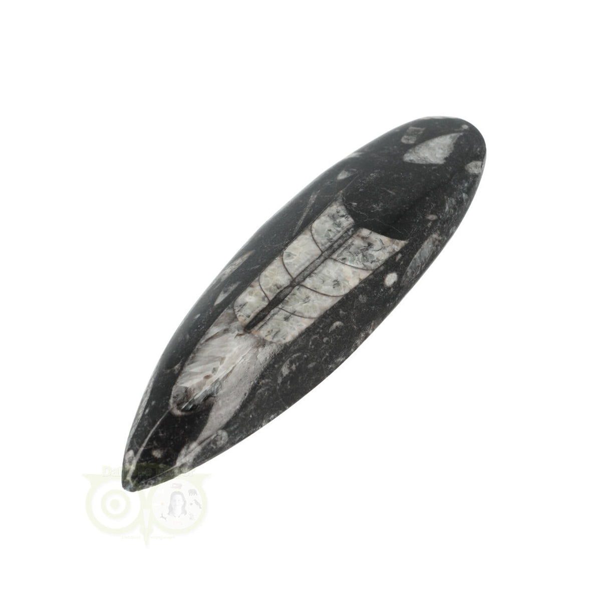 Orthoceras Fossiel geslepen Nr 18