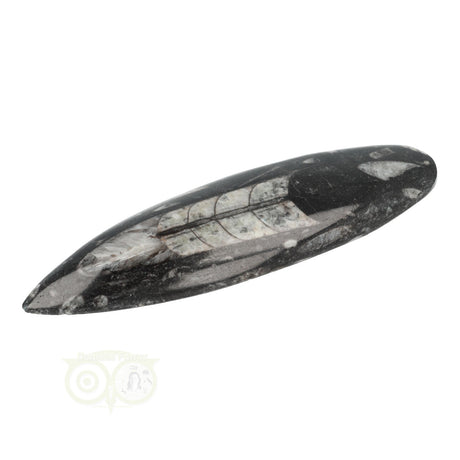 Orthoceras Fossiel geslepen Nr 18