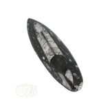 Orthoceras Fossiel geslepen Nr 18