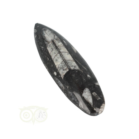 Orthoceras Fossiel geslepen Nr 18