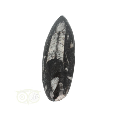 Orthoceras Fossiel geslepen Nr 18