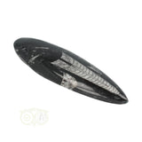 Orthoceras Fossiel geslepen Nr 19