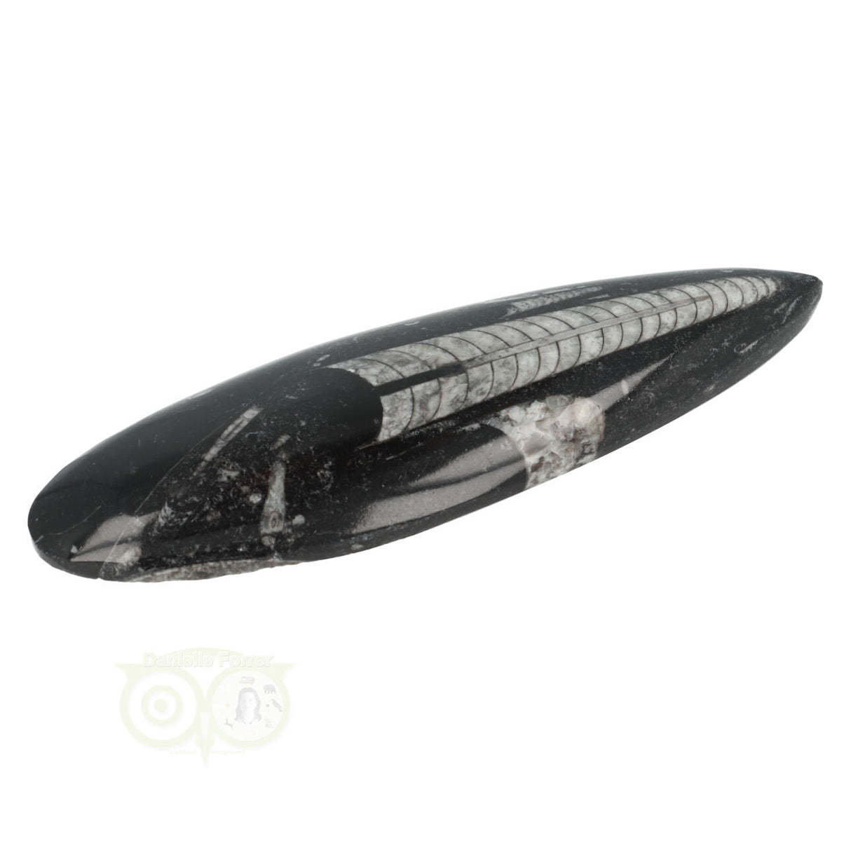 Orthoceras Fossiel geslepen Nr 19