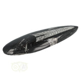 Orthoceras Fossiel geslepen Nr 19