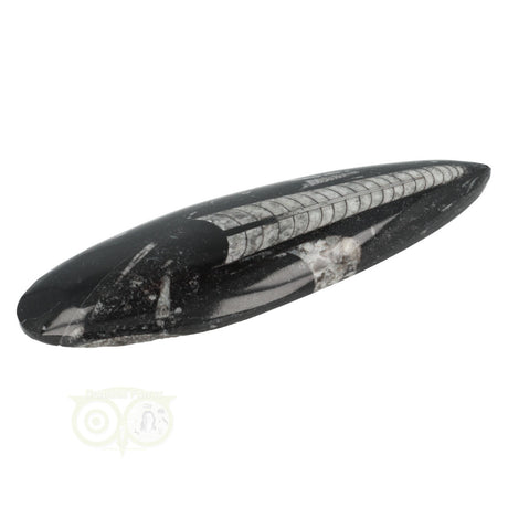 Orthoceras Fossiel geslepen Nr 19