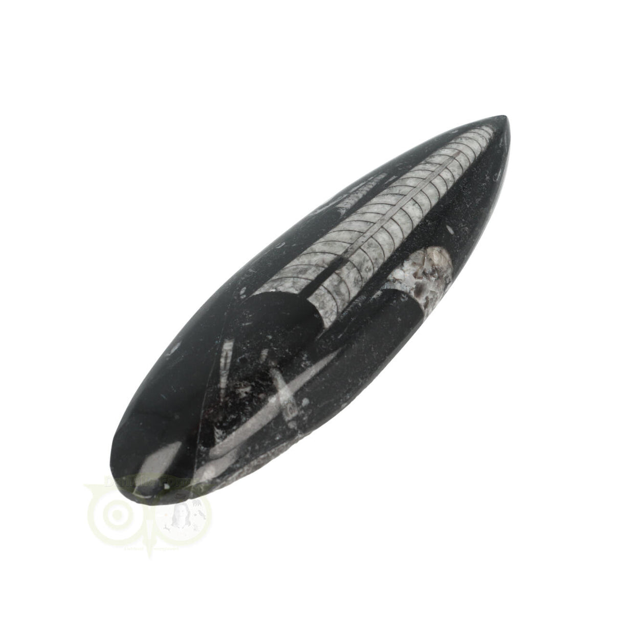 Orthoceras Fossiel geslepen Nr 19