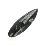 Orthoceras Fossiel geslepen Nr 19