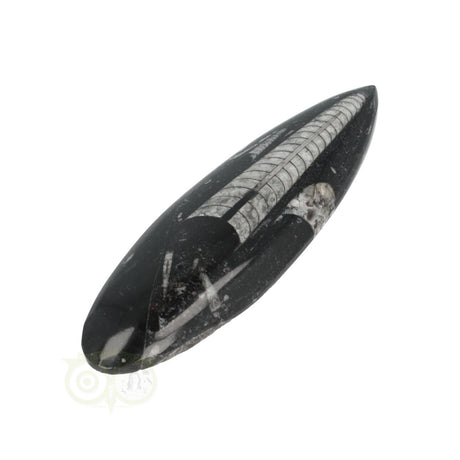 Orthoceras Fossiel geslepen Nr 19
