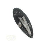 Orthoceras Fossiel geslepen Nr 19