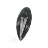 Orthoceras Fossiel geslepen Nr 19
